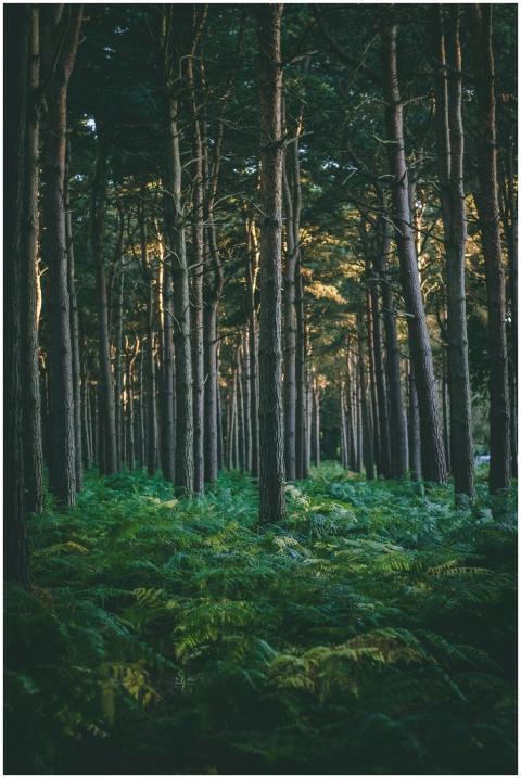 A tranquil evergreen forest with ferns, showcasing