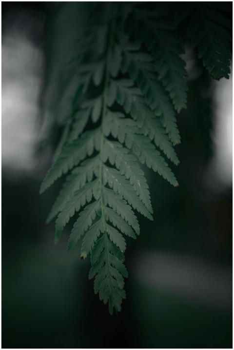 Dark and moody close-up of a fern leaf with blurre
