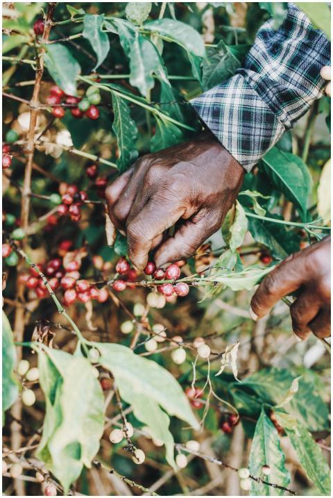 Close-up of hands picking ripe coffee berries on a