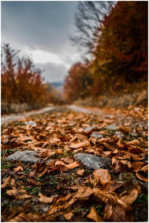 Vivid autumn leaves on a forest path, showcasing r