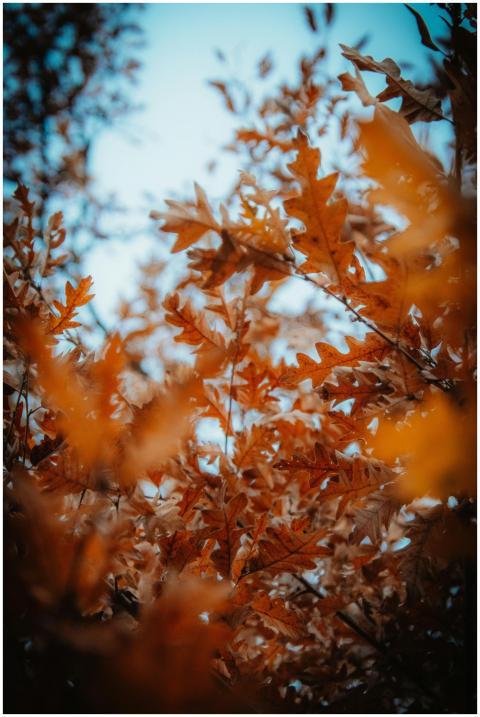 Vibrant orange oak leaves in autumn set against a