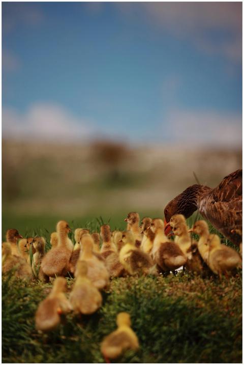 A group of goslings with a mother goose in a grass