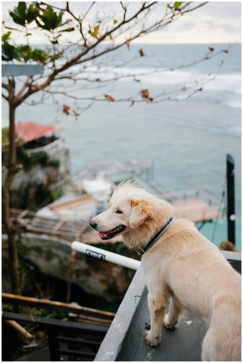 Golden Retriever enjoying the ocean view from a ro