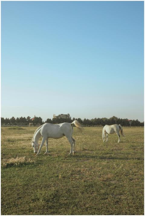 Serene scene of two white horses grazing in a sunl