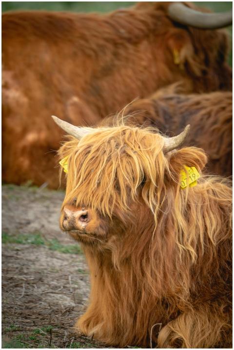 Highland cattle resting in a field, showing their
