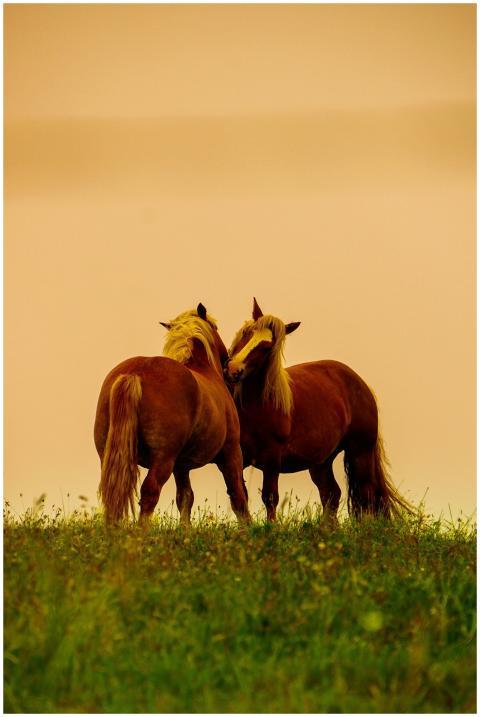 Two horses graze peacefully in a field in Brittany