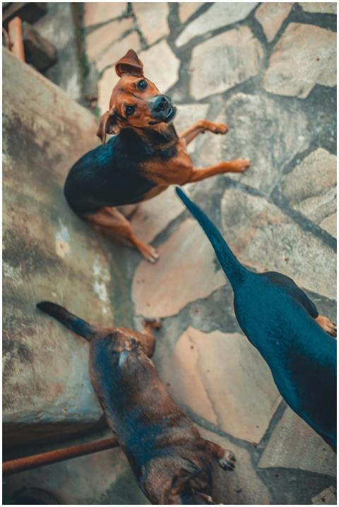 Three dogs on a stone patio looking up at the came
