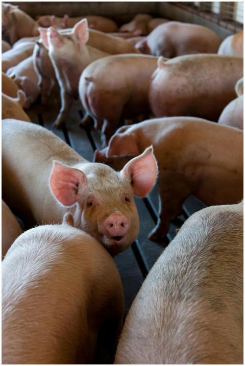 Close-up of pigs in an indoor livestock pen on a f