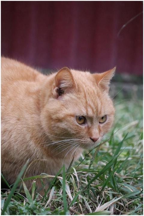 A detailed portrait of an orange cat crouching on