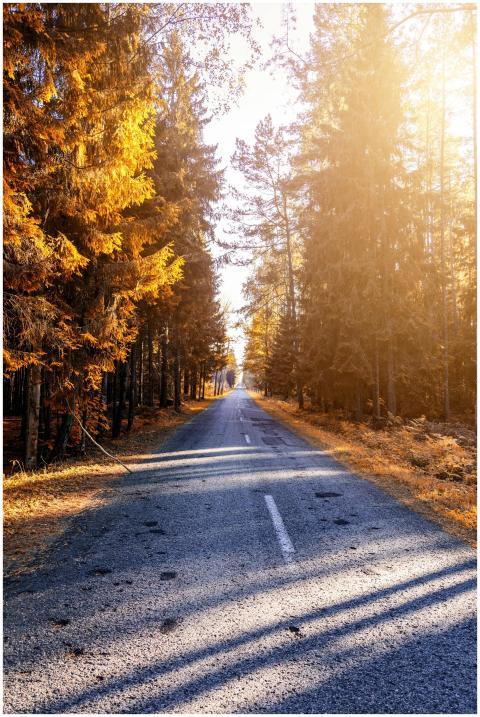 Serene country road surrounded by vibrant autumn f