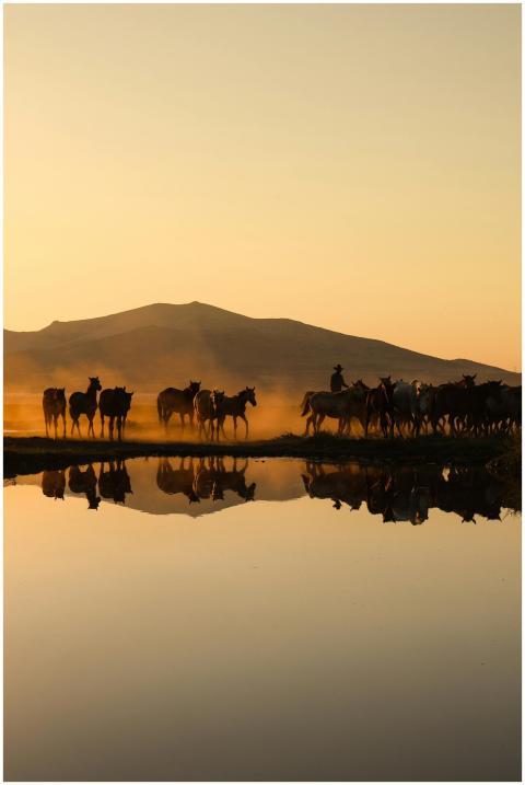 Silhouetted horses with stunning reflection in a s