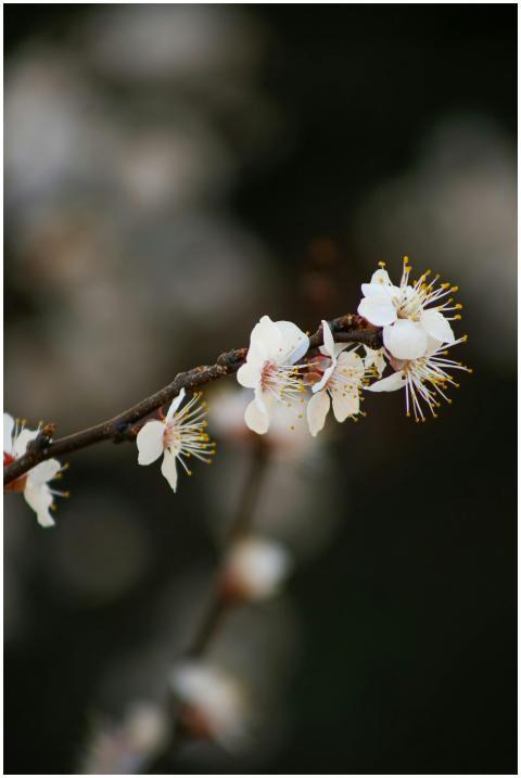 Close-up of a cherry blossom branch with white pet