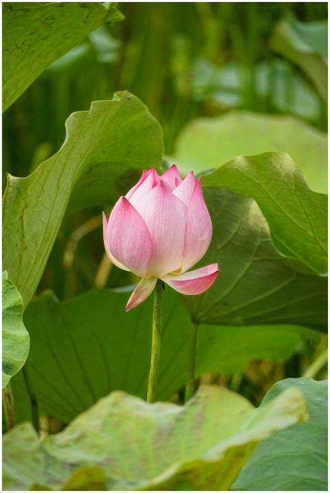 A pink lotus flower in full bloom surrounded by lu