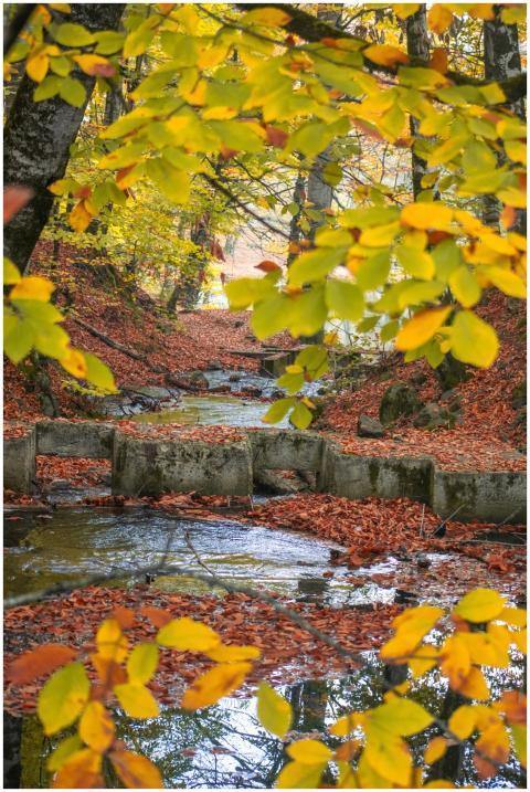 A serene stream flows through an autumn forest wit