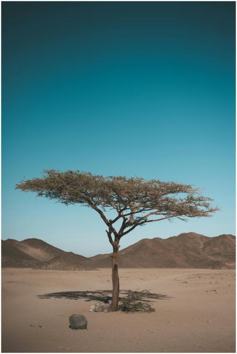 A solitary tree stands in a vast arid desert, emph