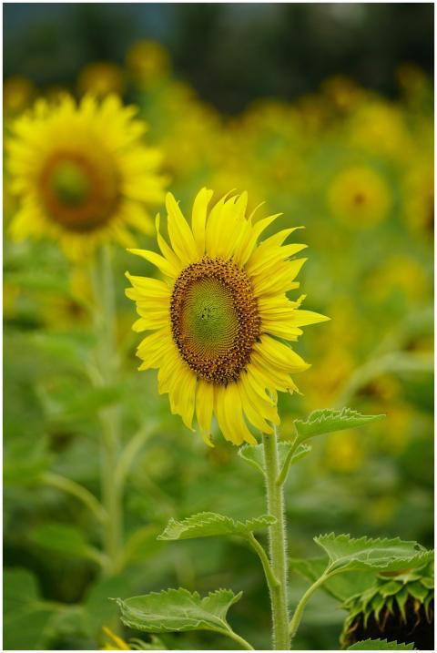 A vibrant sunflower stands tall in a lush green fi