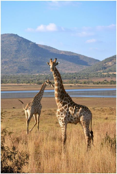 Two giraffes roam freely in the expansive Zuid-Afr