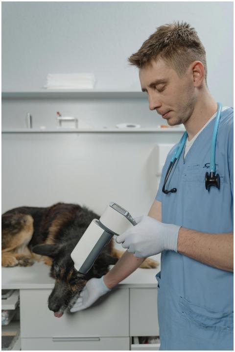 A veterinarian in scrubs examining a German Shephe