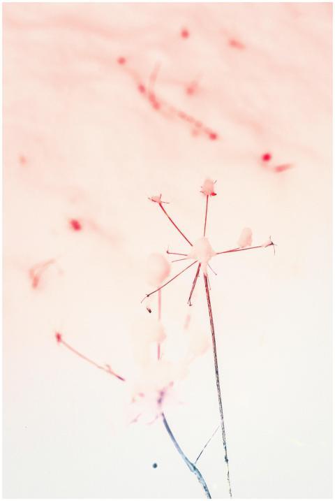 A delicate and creative abstract floral image feat