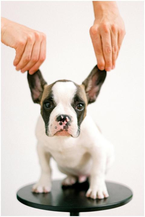 Adorable bulldog puppy with lifted ears on white s