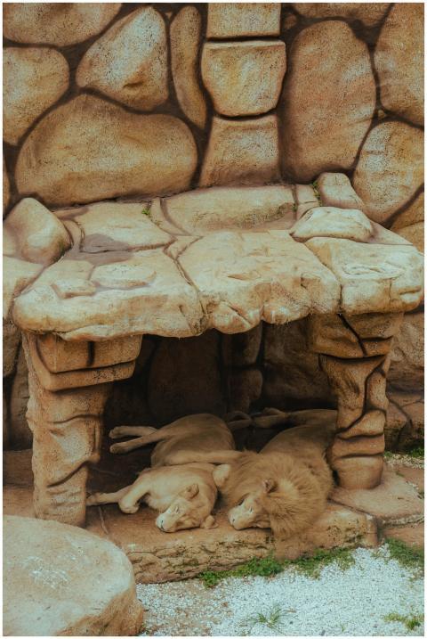 Two lions sleeping under rock shelter, providing a