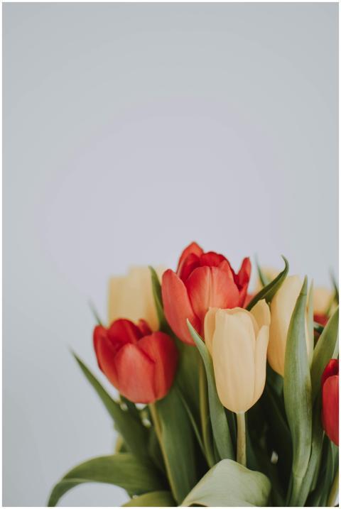 Beautiful arrangement of red and yellow tulips on