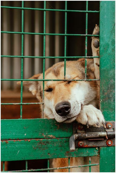A sad dog leans on a green metal gate inside a ken