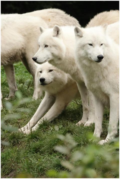 A group of arctic wolves interacting playfully in