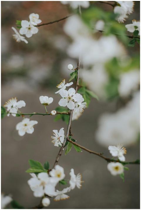 Close-up of white flowers in bloom during spring,