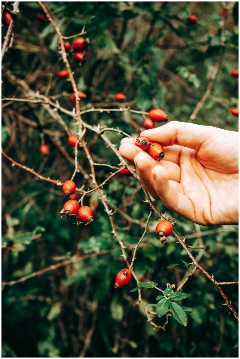 A hand picking vibrant red barberry berries from a