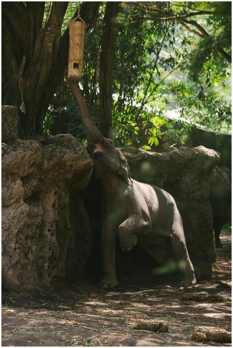 An elephant stretches its trunk to reach for food
