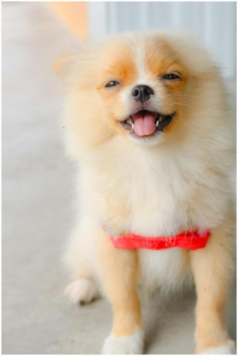 Delightful Pomeranian puppy with fluffy fur and a