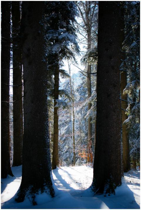 A serene winter forest scene with tall snow-covere