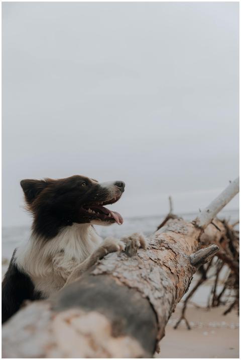 A playful Border Collie on a beach beside a fallen