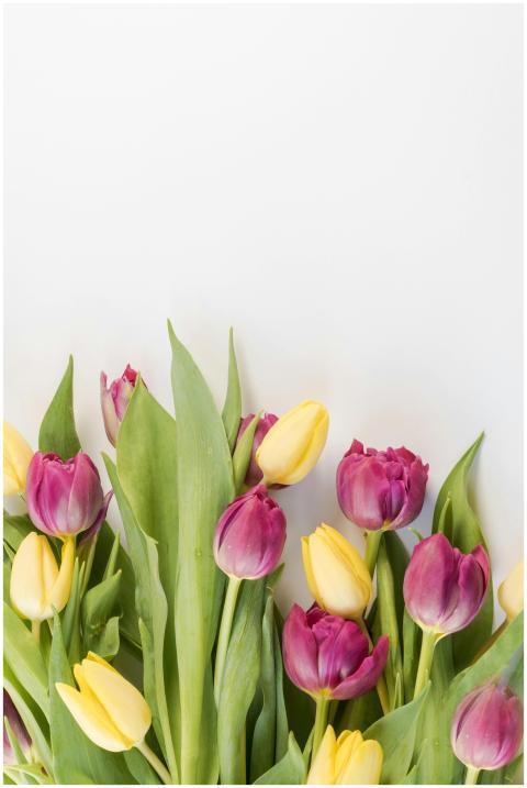 Bright pink and yellow tulips creating a vivid spr