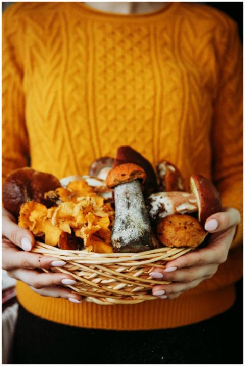 Cozy autumn scene with diverse mushrooms in a wove