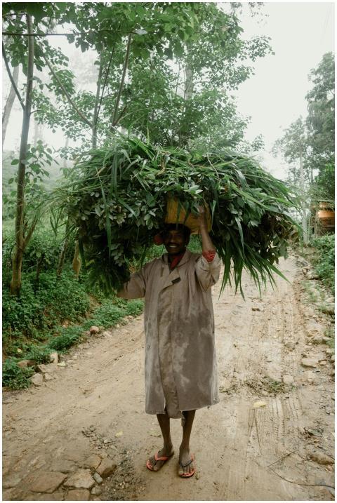 A South Asian farmer carrying a large bundle of gr
