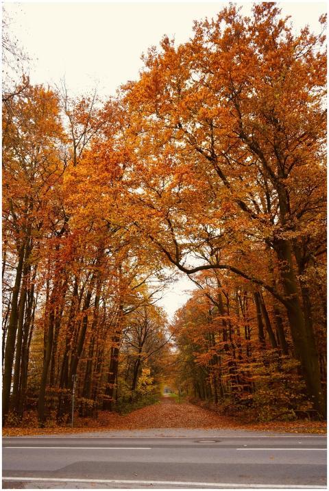 A picturesque autumn scene of a road lined with vi