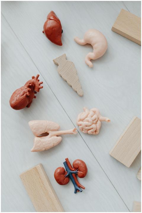Flat lay of educational toy models of human organs