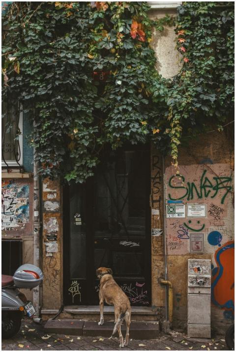 A brown dog stands at the entrance of a graffiti-c