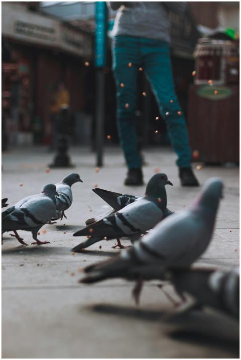 A group of pigeons on city pavement with blurred h