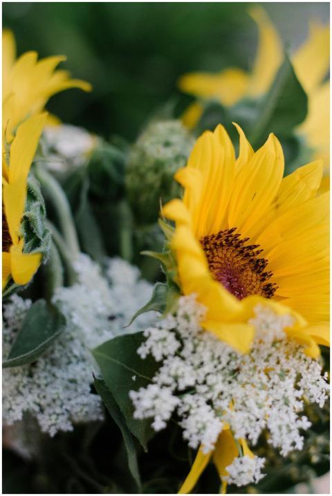 A detailed close-up of bright yellow sunflowers an
