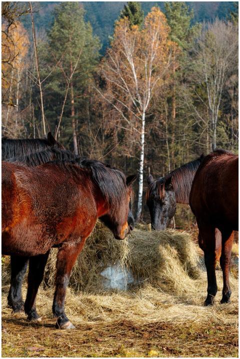 Free stock photo of animal behavior, animal herd,