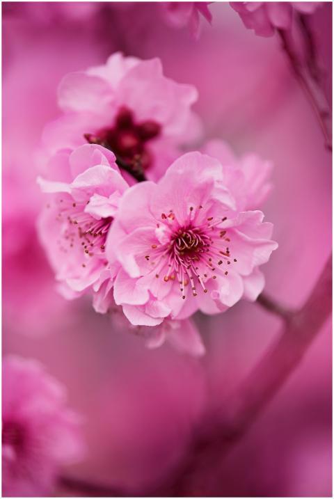 A close-up of vibrant pink cherry blossoms showcas