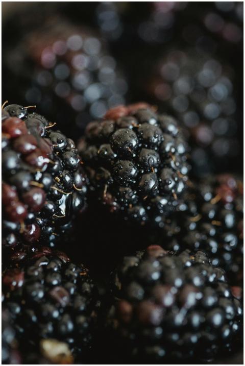 A detailed close-up shot of fresh, juicy blackberr