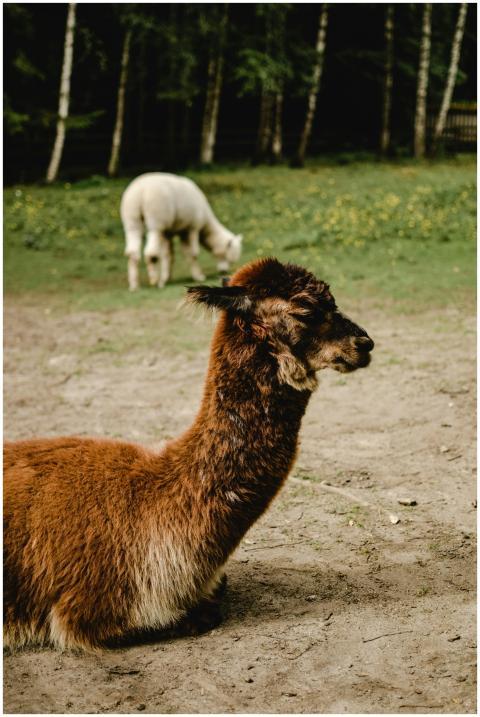 A serene alpaca sits on the ground with another gr