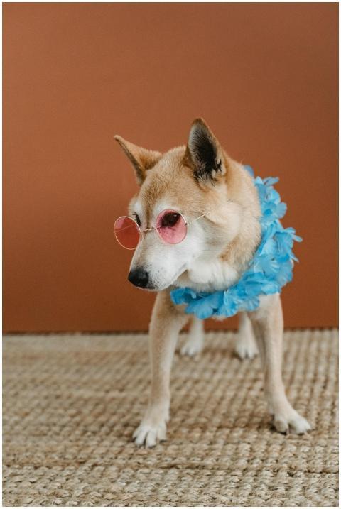 Charming Shiba Inu wearing pink sunglasses and a p