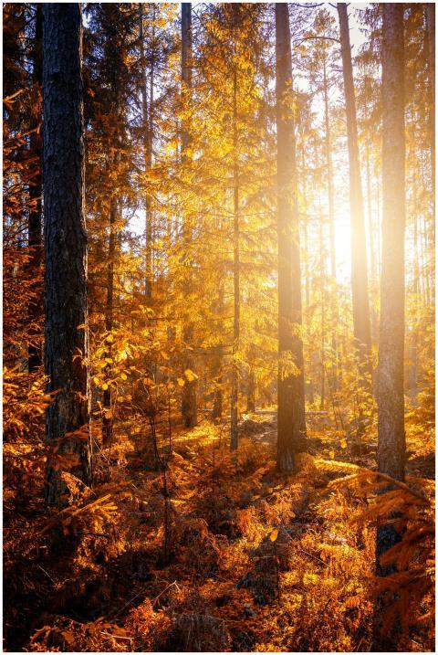 Beautiful autumn forest scene with golden foliage