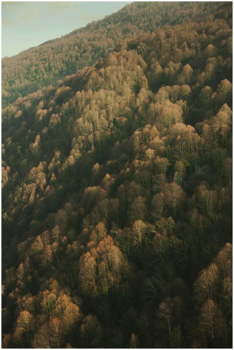 Stunning aerial view of lush forested hills in Sap