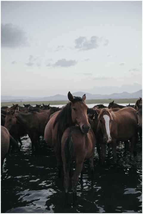 A picturesque herd of wild horses standing in shal
